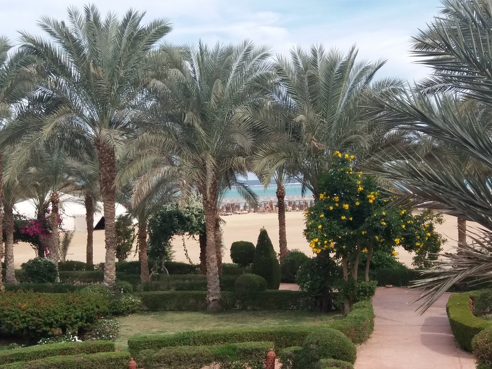 Tło Egipt 2019.jpg - swing_para