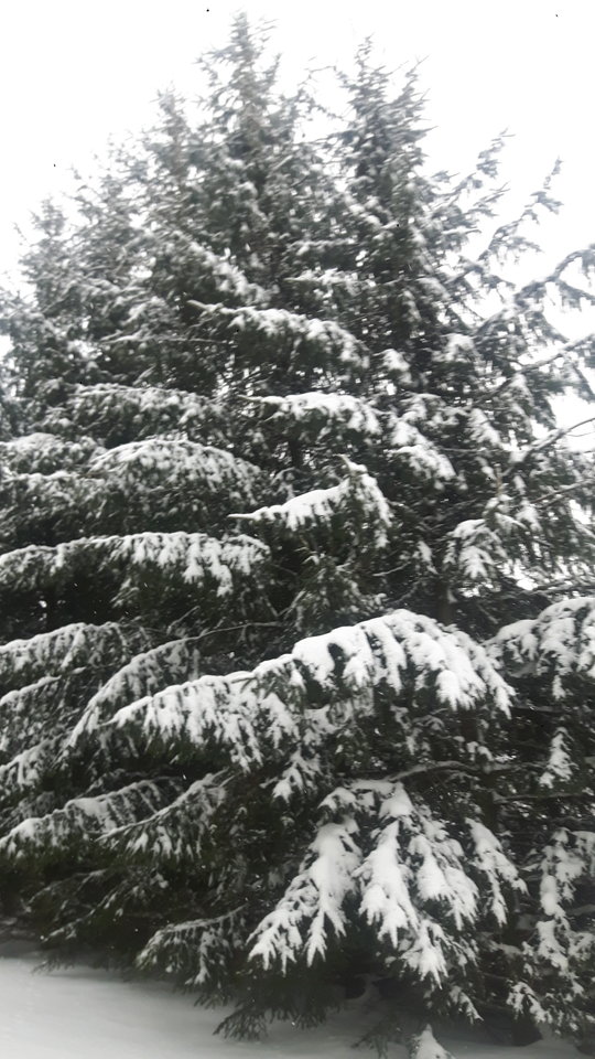 20190107_093155.jpg - maks1970