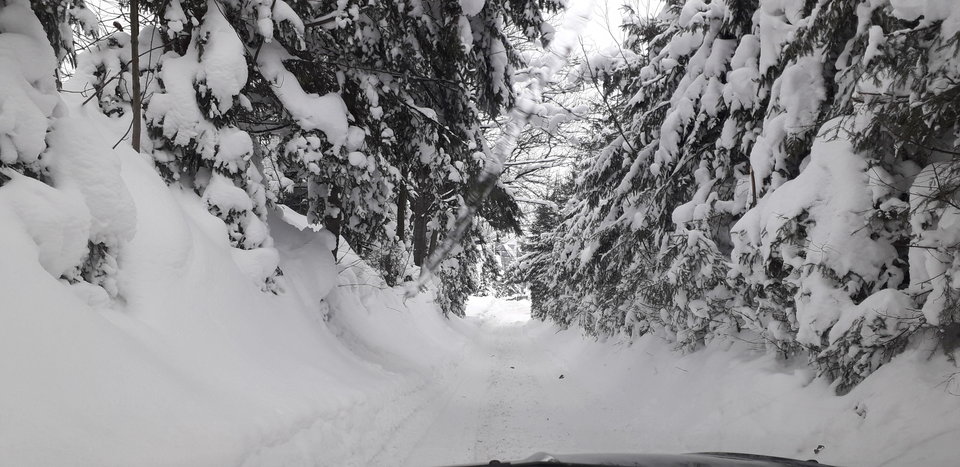 20190108_093402.jpg - tropiciel123