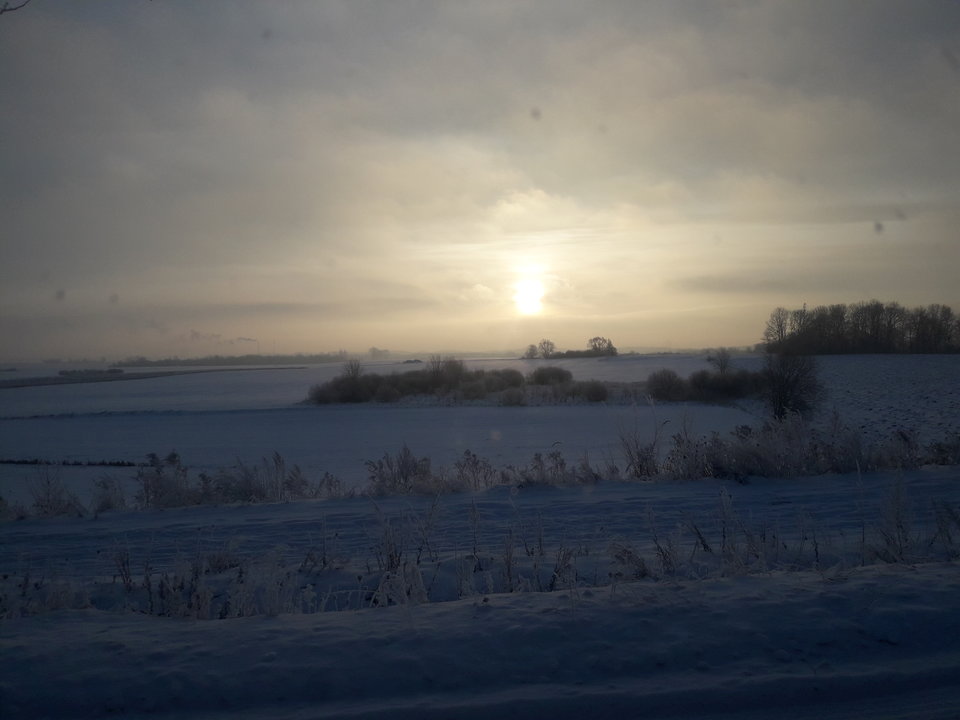 20190111_084040.jpg - dino8