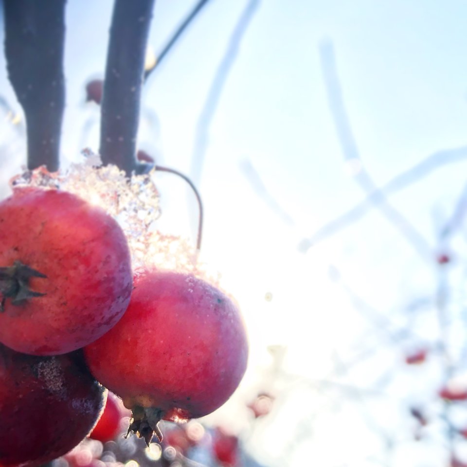 2DE53E31-C611-421E-BC0E-8239E054C8A8.jpeg - Mekagojiranogyakushu