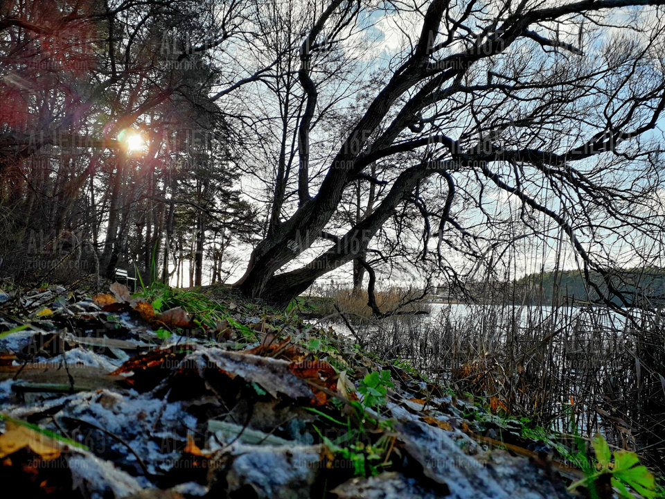 20190119_111743.jpg - Alien65