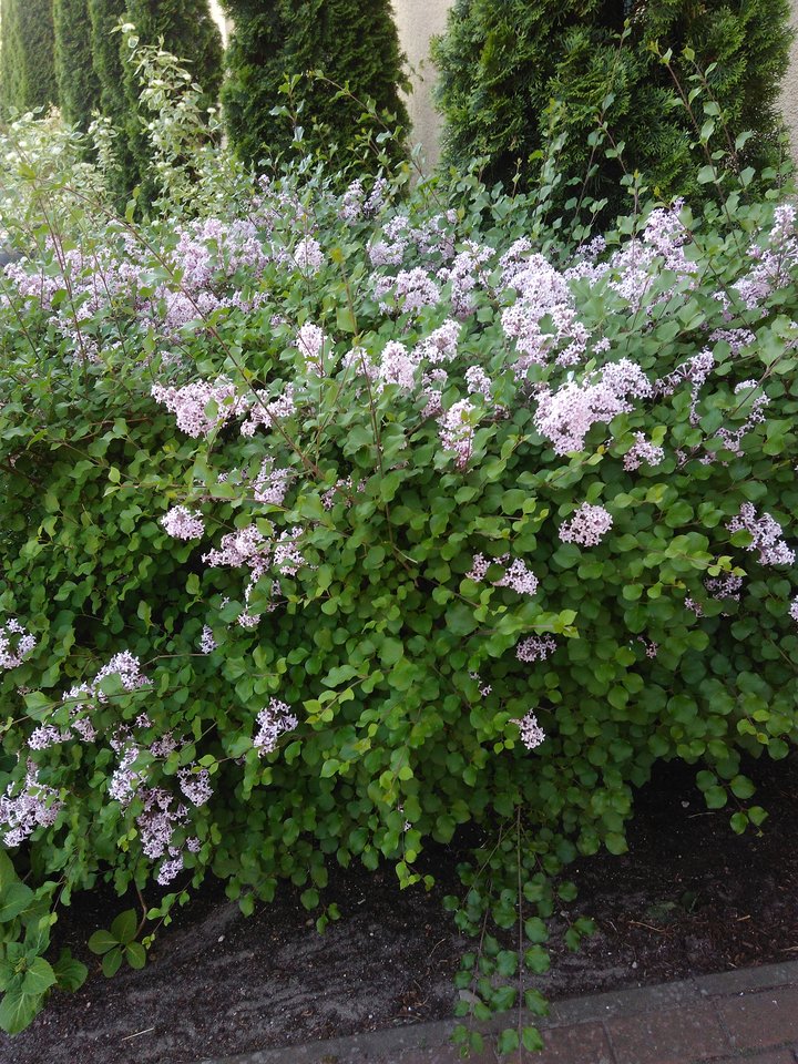 285.jpg - parka737473