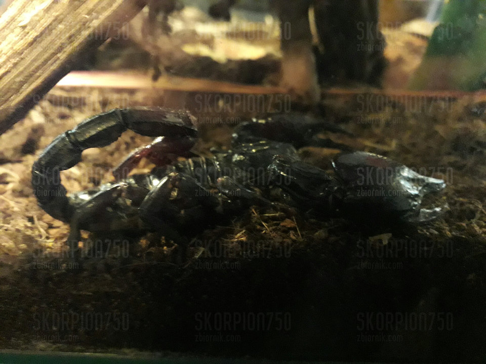 IMG_20190123_143755_989.jpg - Skorpion750