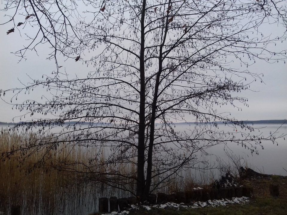 20190120_124127.jpg - torii99