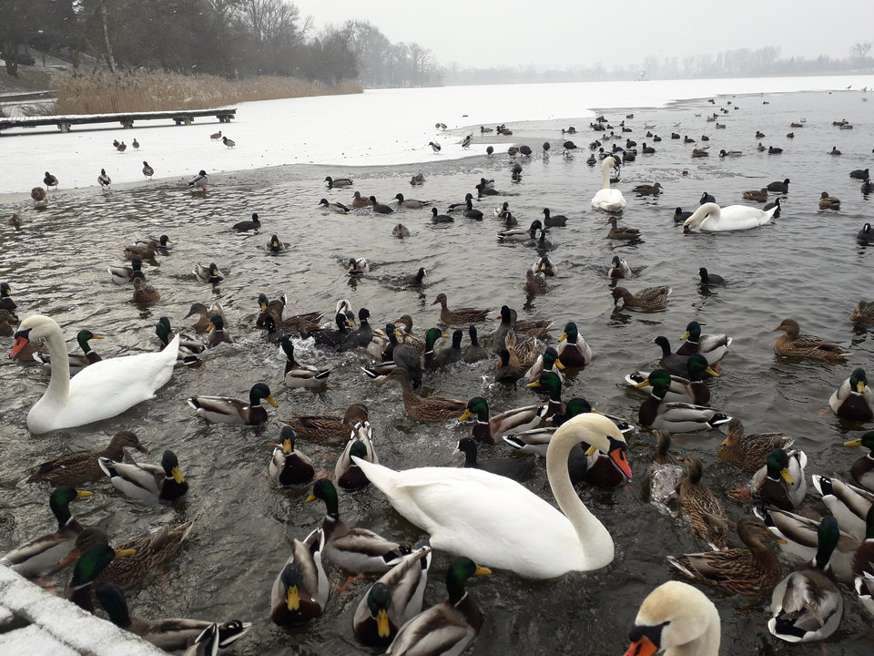 20190125_115648.jpg - Alien65