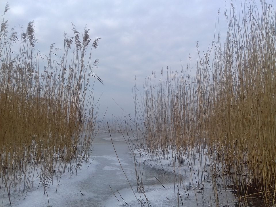 20190131_124625.jpg - torii99