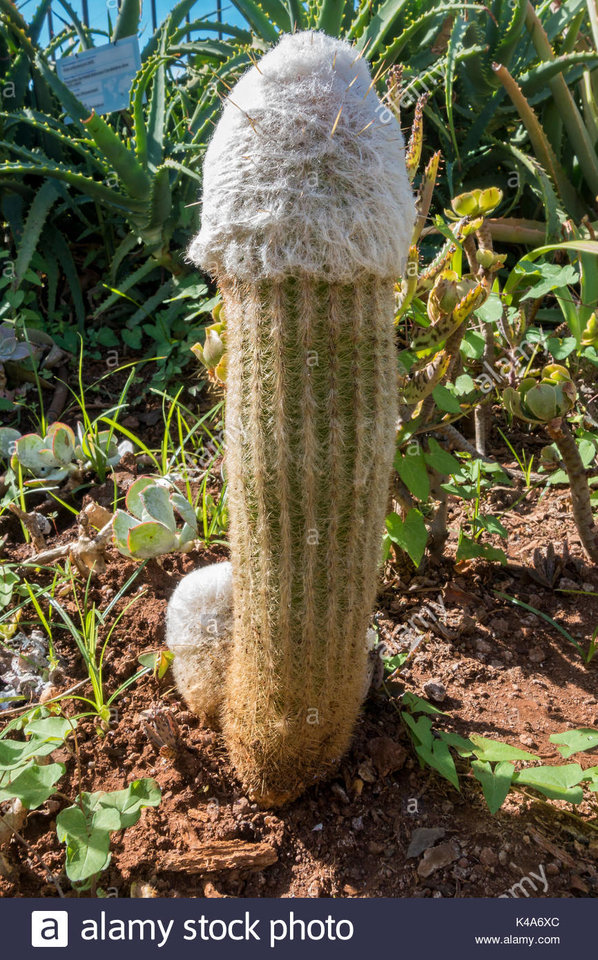 K4A6XC.jpg - kaktusek736