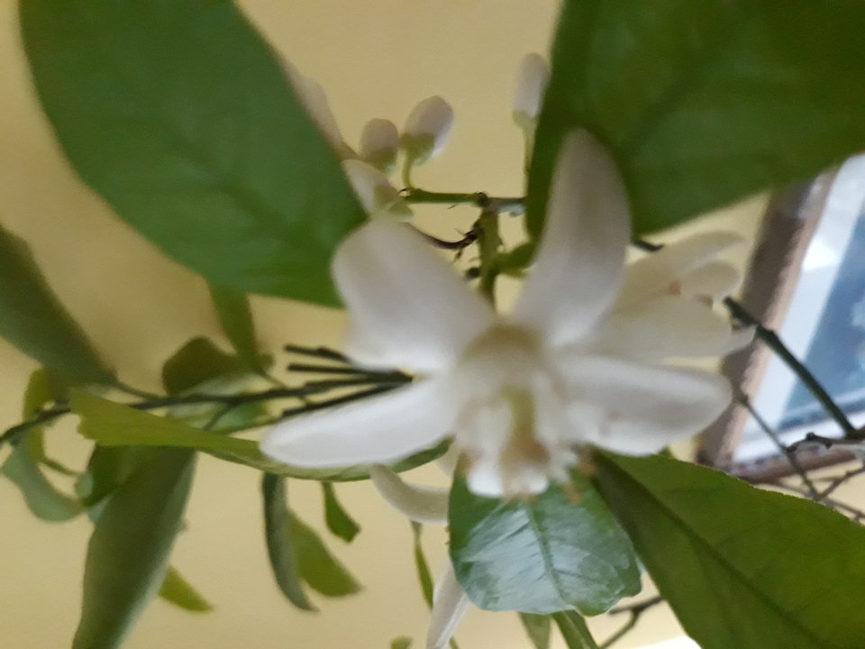 20190213_112817.jpg - Floria333