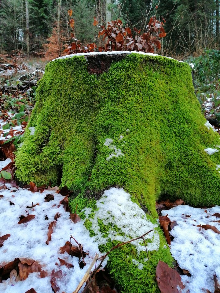 IMG_20190113_151258.jpg - excuckold