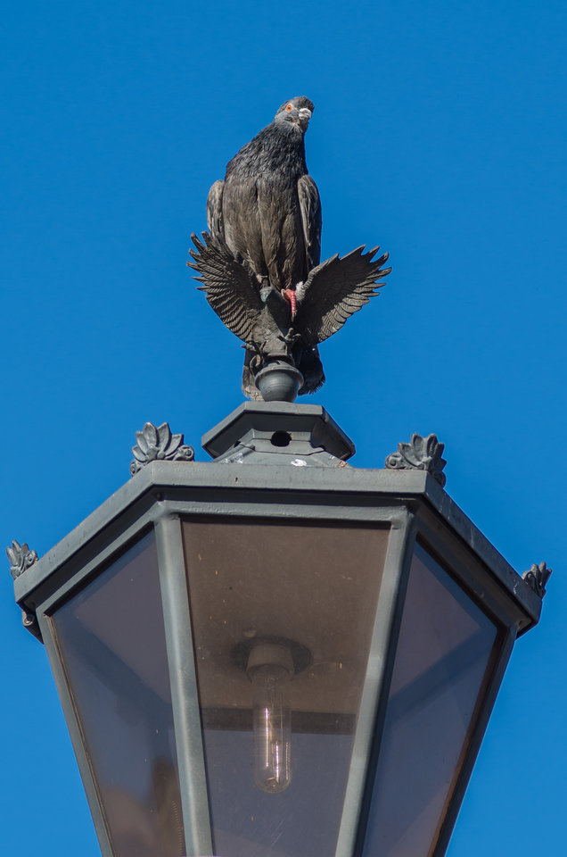 Ptok na ptoku ;) - mystic