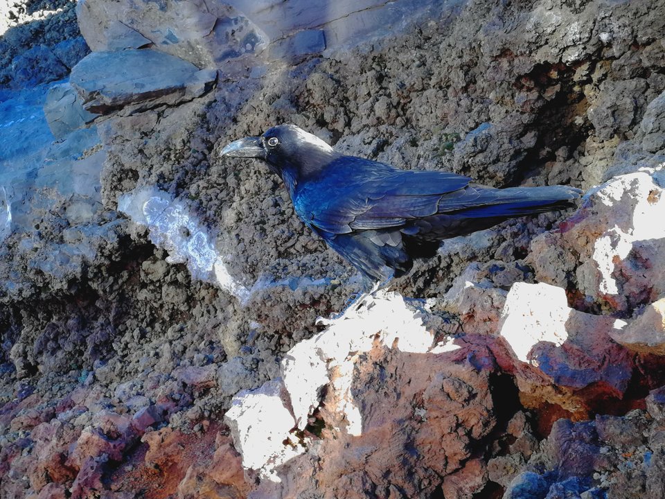 Kruczy król.jpg - MaciekBoribos