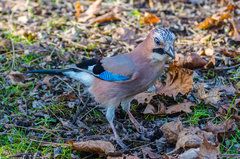 Za morze się nie wybrała