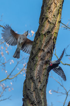 Szaleństwa międzygatunkowe ;)