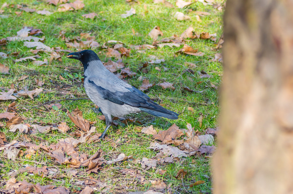 Z orzeszkiem - mystic