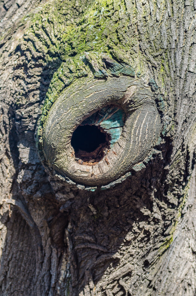 W dziuple kopany - mystic