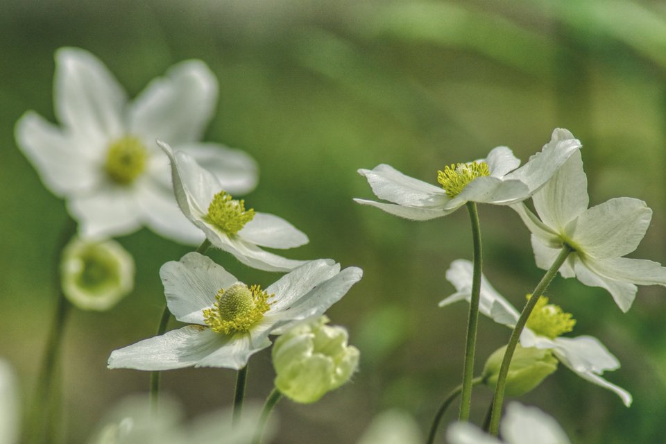 tańczące anemony - marquiz
