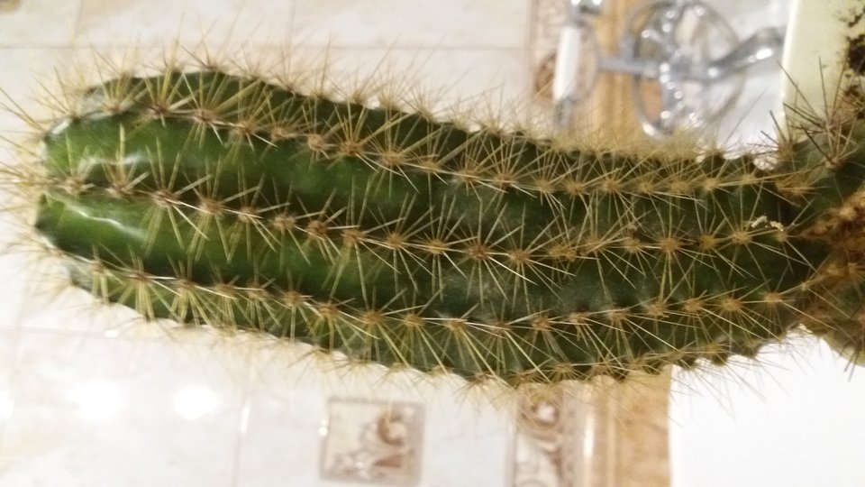 20190223_213219.jpg - ellfire1