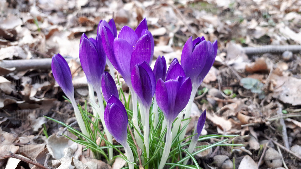 20190224_155047.jpg - aquila81