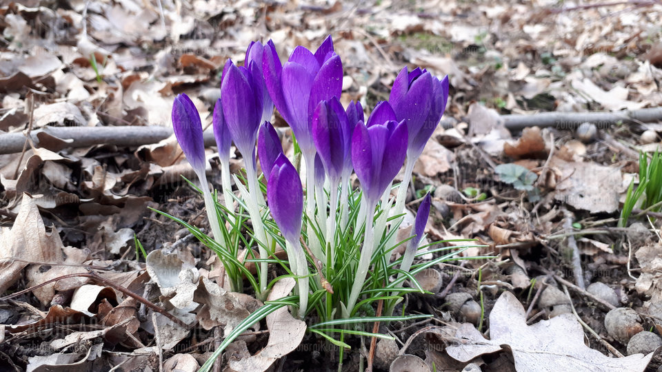 20190224_155053.jpg - aquila81
