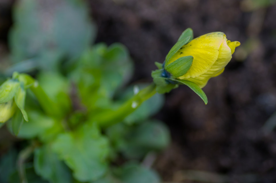 Powoli rusza temat "WIOSNA" - mystic