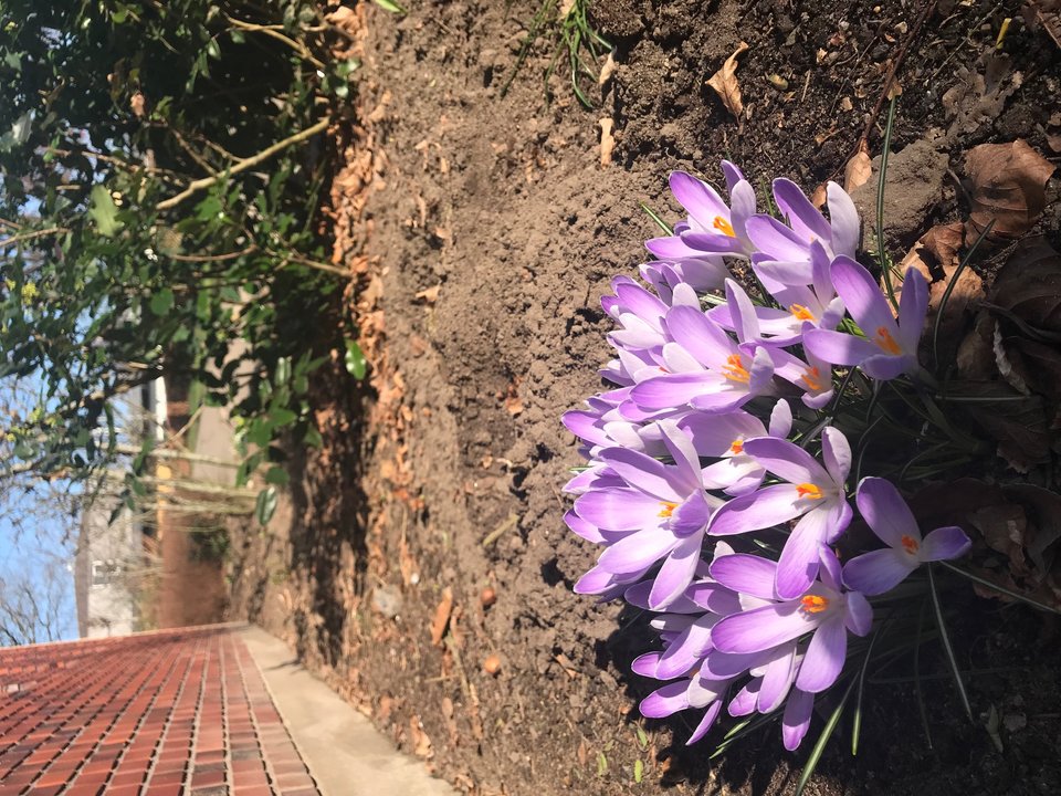 IMG_5444.jpg - SilentHillMOJE