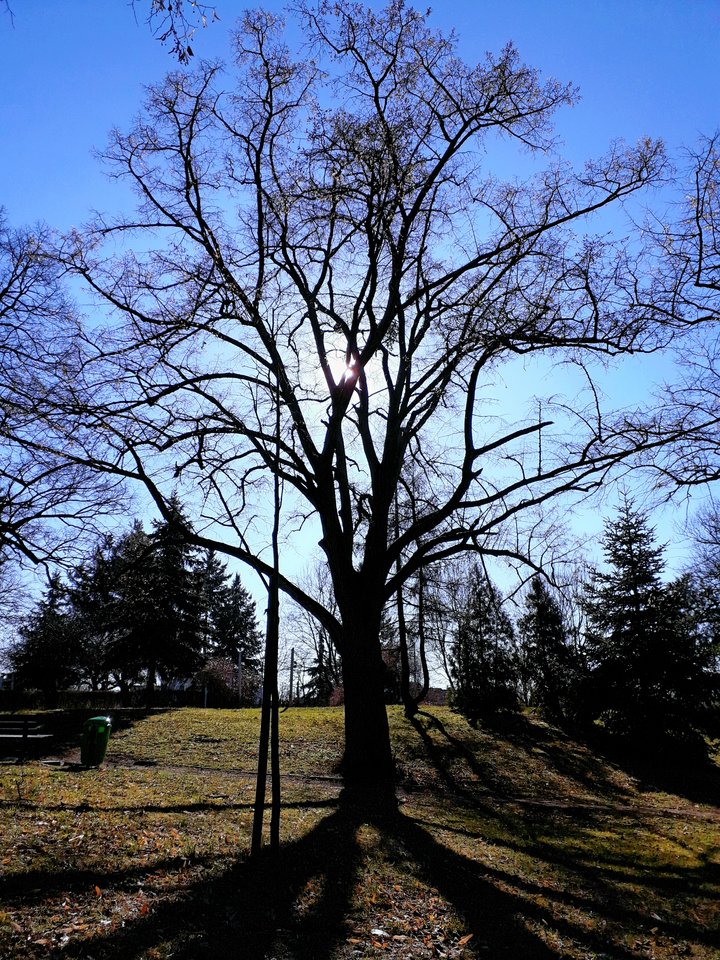 20190227_164204.jpg - Alien65