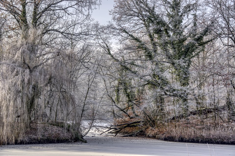 mrozie spadaj na drzewo!! i spadł... - marquiz
