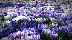 crocus-1261310_1920.jpg