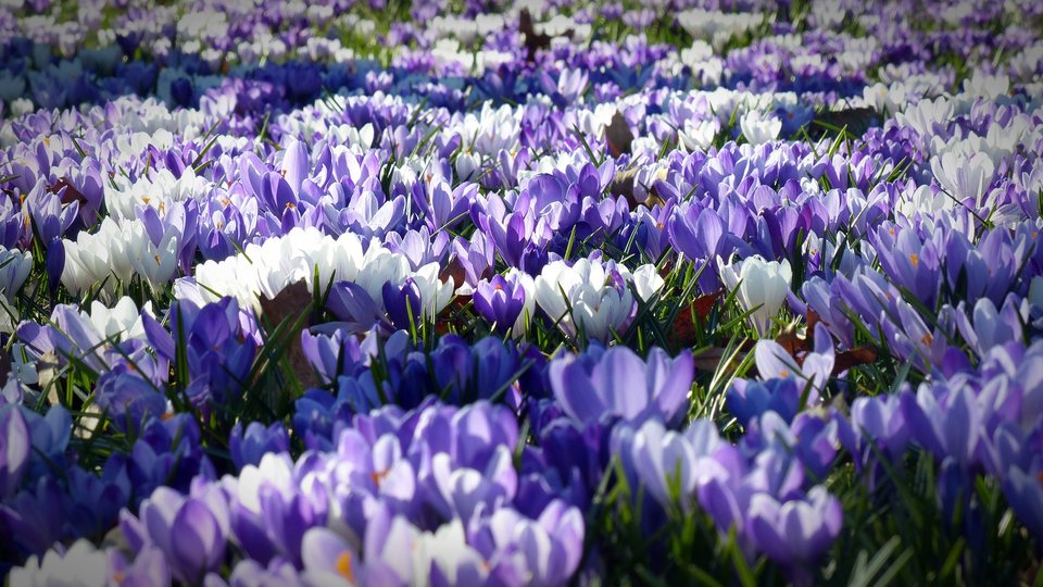 crocus-1261310_1920.jpg - jareckii