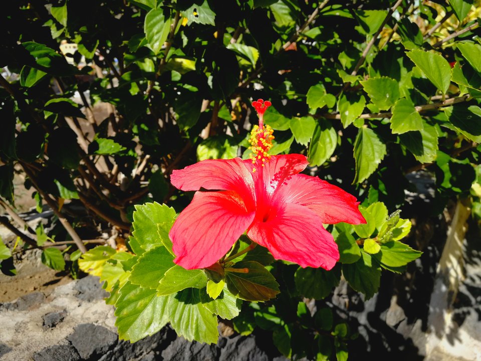 Gwiazda Betlejemska.jpg - MaciekBoribos