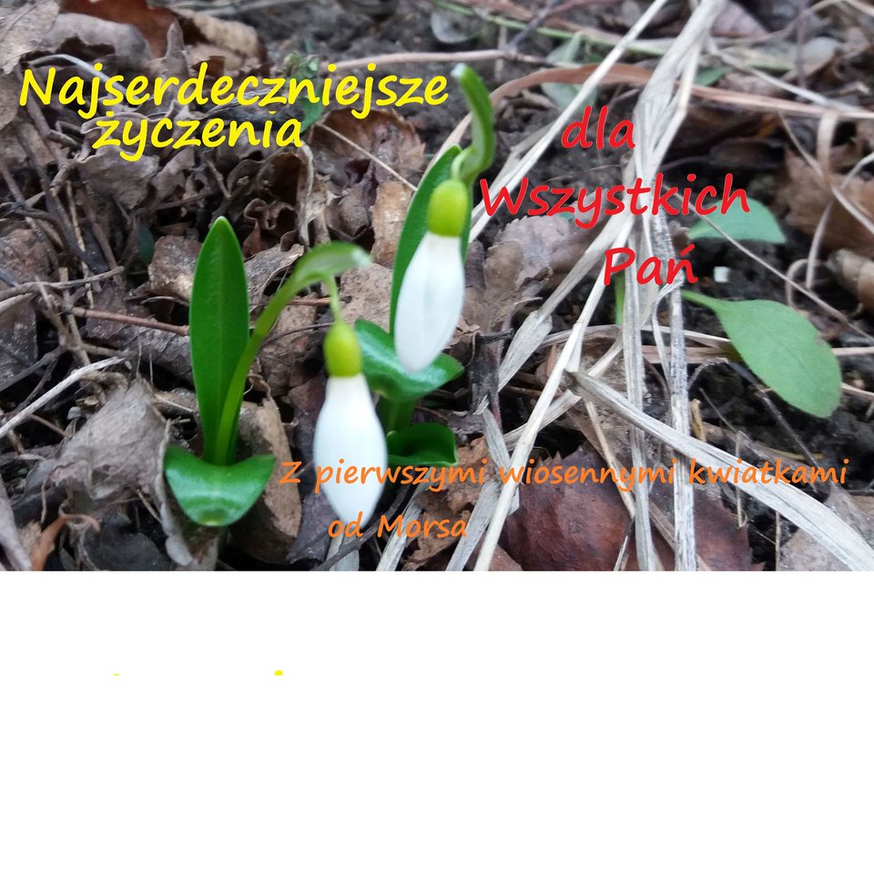 Na 8 marca !!! - Morsy_dwa