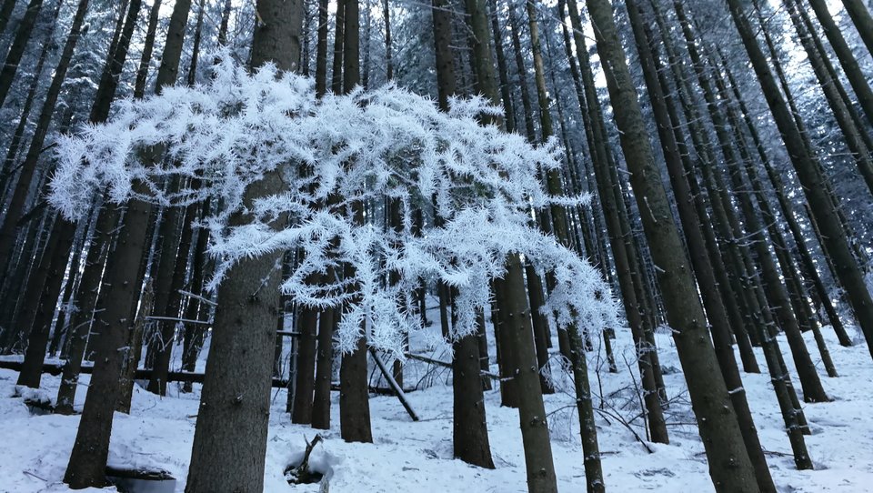 IMG_20190205_134855.jpg - MaciekBoribos