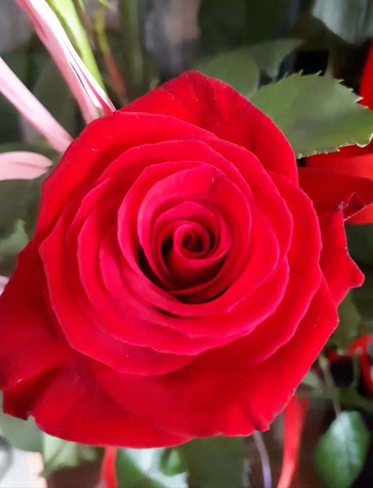 🌹🌹🌹 - Mirabelka37