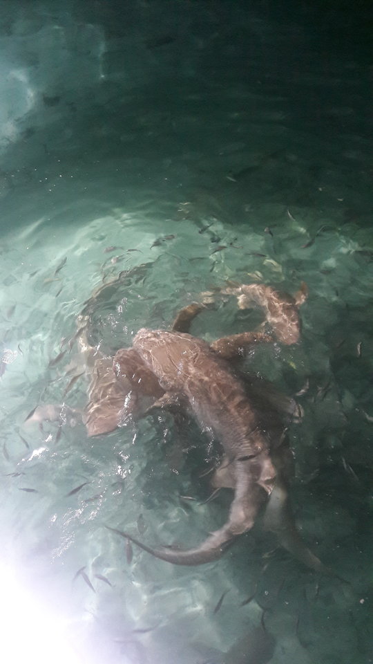 rekiny - Buster_wawa