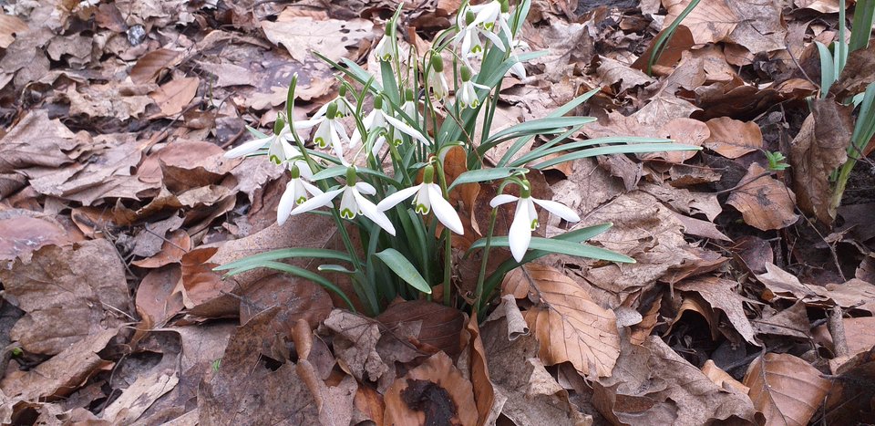 20190317_132105.jpg - Koralik66