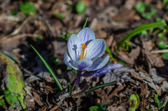 Wiosna - ach to ty :)