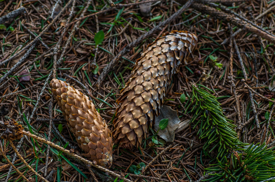 Leśne znaleziska - mystic