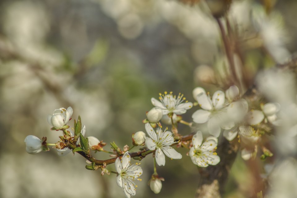 wiosna człapie i za monet zapachnie - marquiz