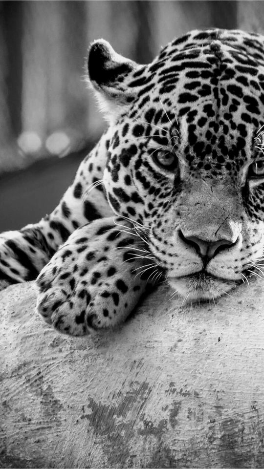 The_Leopard-d49f0d4c-273e-3549-b3a5-dd7d07950945~2.jpg - kot7801