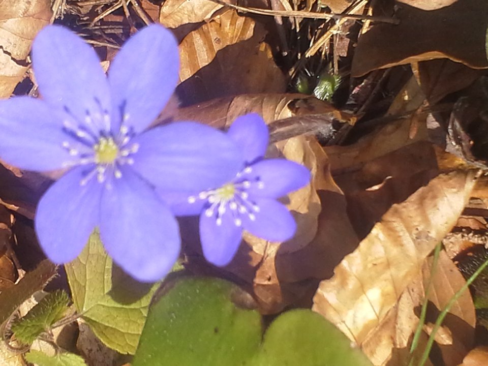 20160404_134257.jpg - Zlasu70