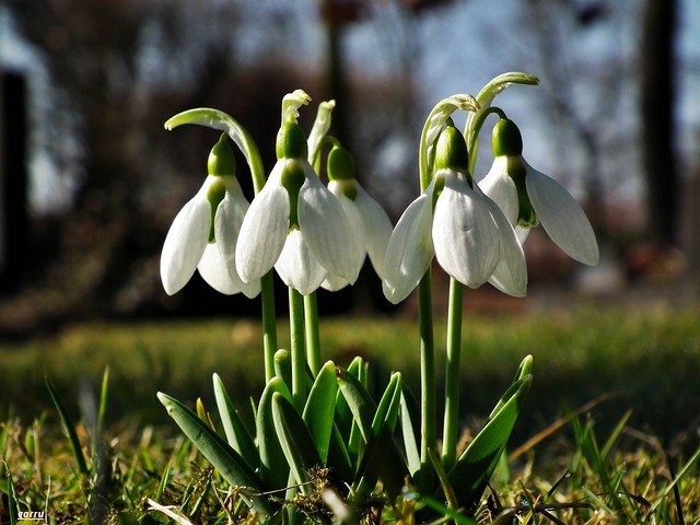 przebisniegi_34021299181491[1].jpg - chica75