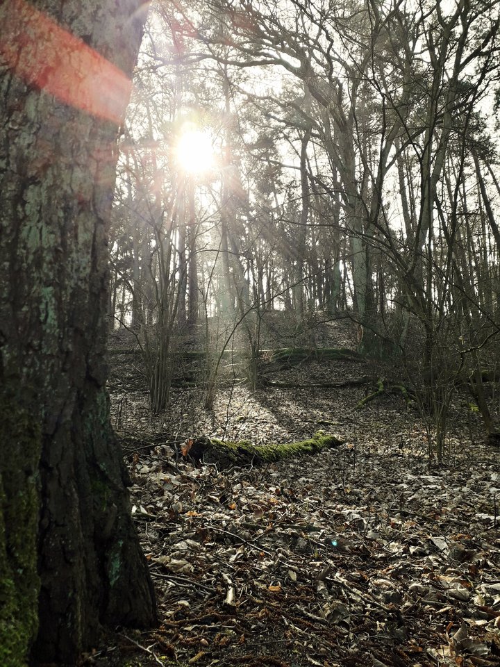 20190329_193222.jpg - Alien65