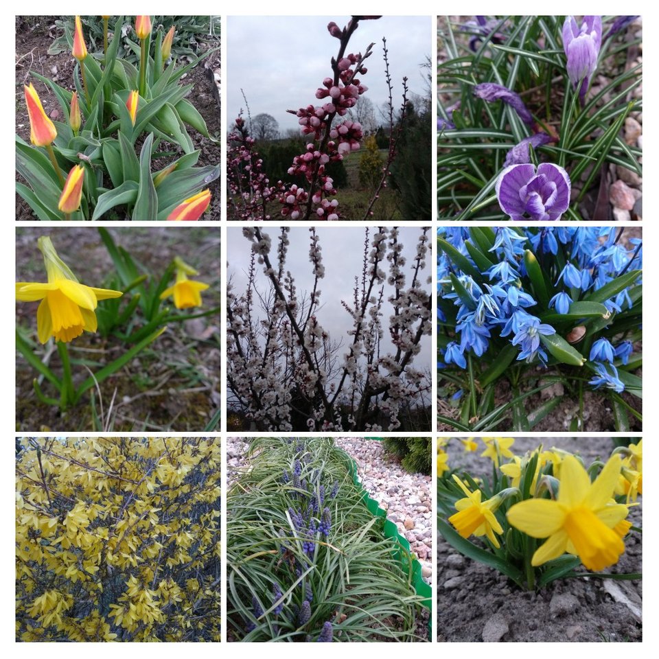 20190329_194225-COLLAGE.jpg - Olek_51