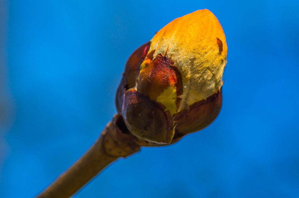 Pączek na niebie - mystic