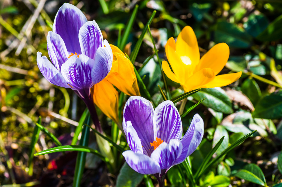 Bukiet wiosenny - mystic