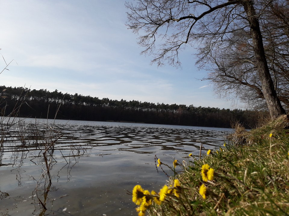 20190330_145413.jpg - Alien65