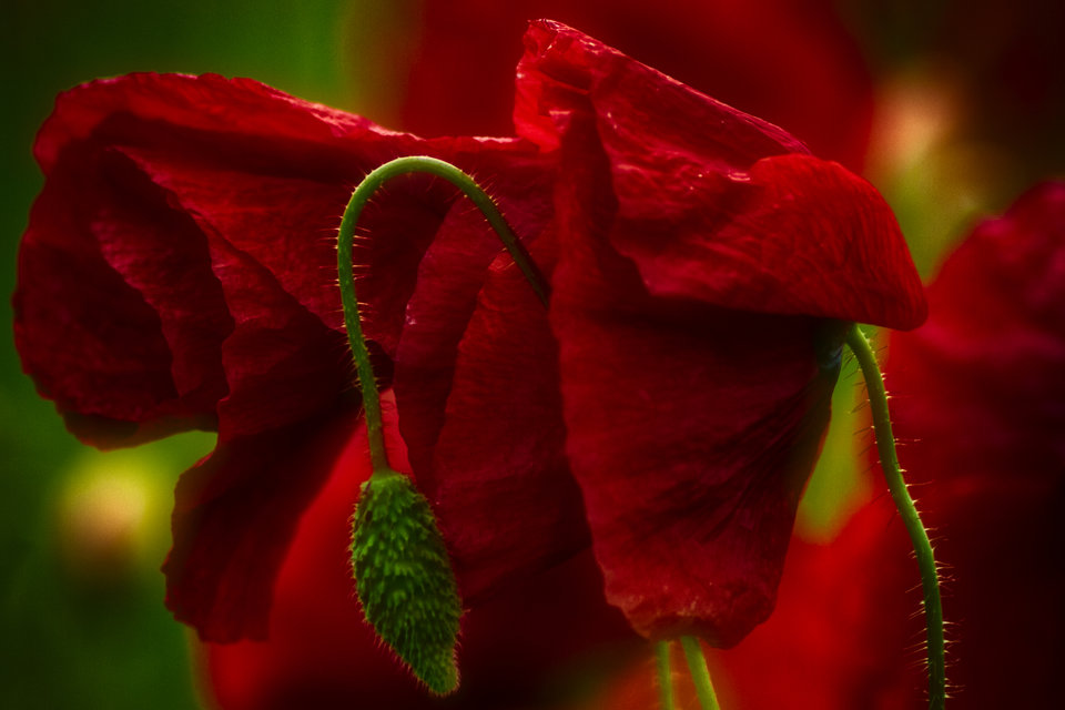 taki przypadek - marquiz