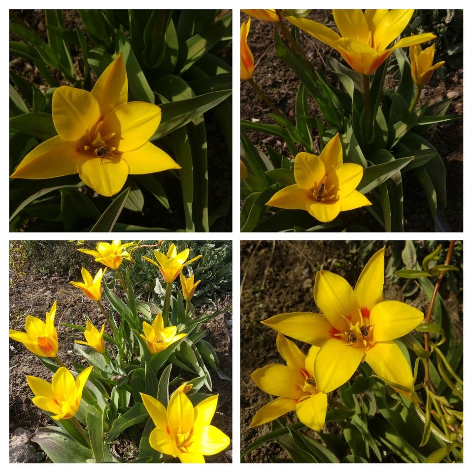 20190331_053406-COLLAGE.jpg - Olek_51