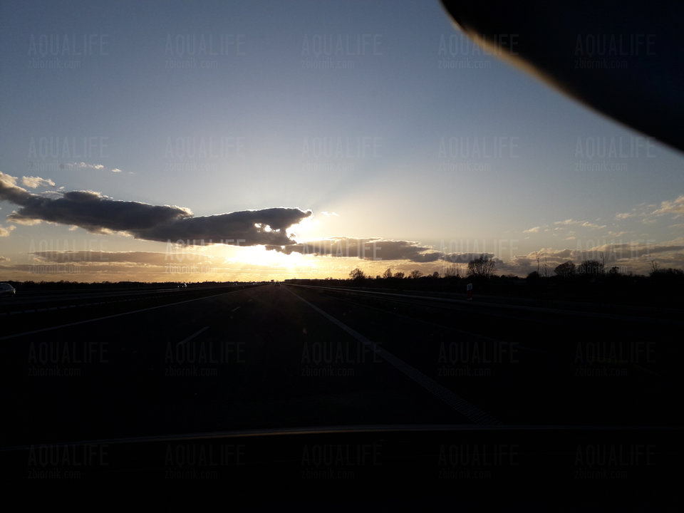 20190331_183715.jpg - Aqualife